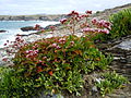 * Nomination: Statice à feuilles ovales : Limonium ovalifolium - Belle-Île-en-Mer - France --Patrice78500 21 January 2021 (UTC) * * Review needed