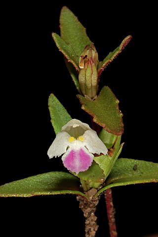 <i>Linderniella</i> Genus of flowering plant