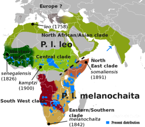 Sư Tử: Phân loại, Đặc điểm, Phân bố và môi trường sống