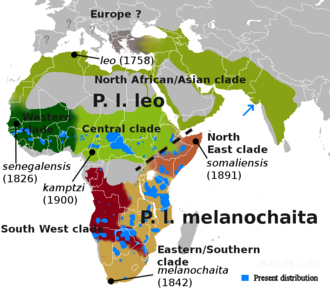 Range map showing distribution of subspecies and clades Lion subspecies distribution3.png
