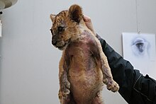 Le lionceau d'Amnéville arrivant à l'Espace Zoologique de Saint Martin la Plaine avec de graves carences.