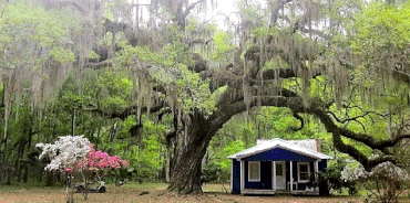 Iconic Southern Live Oak with Spanish moss on Daufuskie