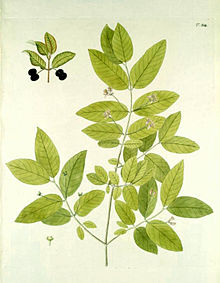 Lonicera nigra.jpg