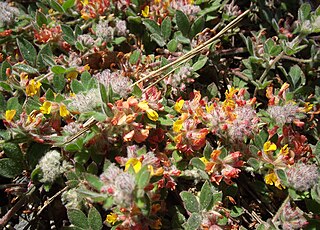 <i>Acmispon heermannii</i> Species of legume