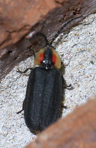 <i>Lucidota atra</i> Species of beetle