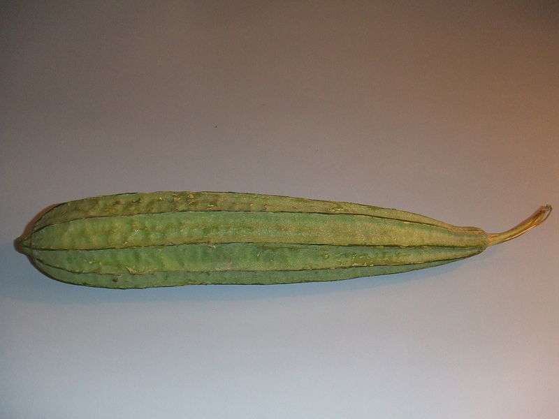 File:Luffa acutangula1.jpg