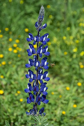 Honey bee hovers near a Lupinus pilosus flower