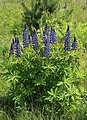 * Nomination Large-leaved Lupine -- George Chernilevsky 20:08, 23 May 2016 (UTC) * Promotion Good quality --Llez 20:47, 23 May 2016 (UTC)