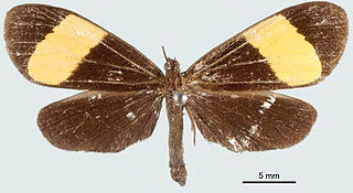 <i>Lyces ignorata</i> Species of moth