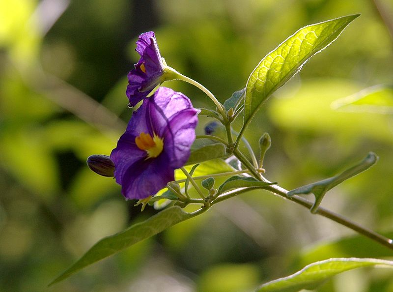 File:Lycianthes rantonnei flower.jpg