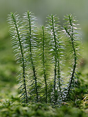 Lycopodium annotinum 1127100195.jpg