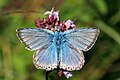 * Nomination Chalkhill blue butterfly (Polyommatus coridon) male worn --Charlesjsharp 09:05, 3 April 2015 (UTC) * Promotion Good quality. --Poco a poco 09:34, 3 April 2015 (UTC)