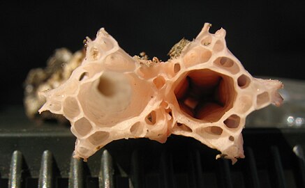 Cross-sectional view of stipe