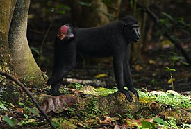 Macaca nigra Duasudara Nature Reserve