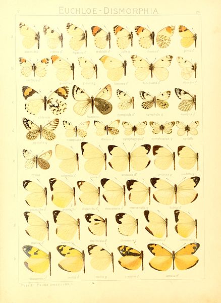 File:Macrolepidoptera15seit 0065.jpg