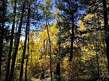 A stand of aspen within the Magdalena Mountains.