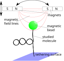 Molekul yang melekat pada tethering permukaan magnet dan manik-manik. Manik-manik ini ditempatkan dalam medan magnet gradien yang memberikan kekuatan pada manik-manik.