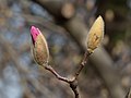 Magnolia buds (74917).jpg