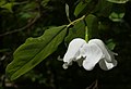 Magnolia wilsonii kz.jpg