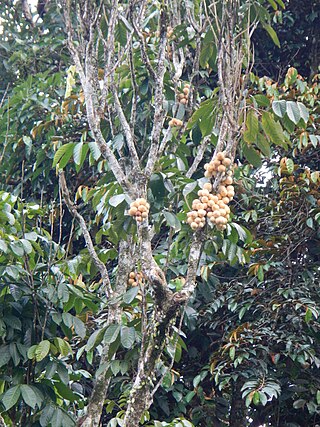 <i>Lansium domesticum</i> Species of tree