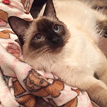 Gato ragdoll macho com olhos azuis.