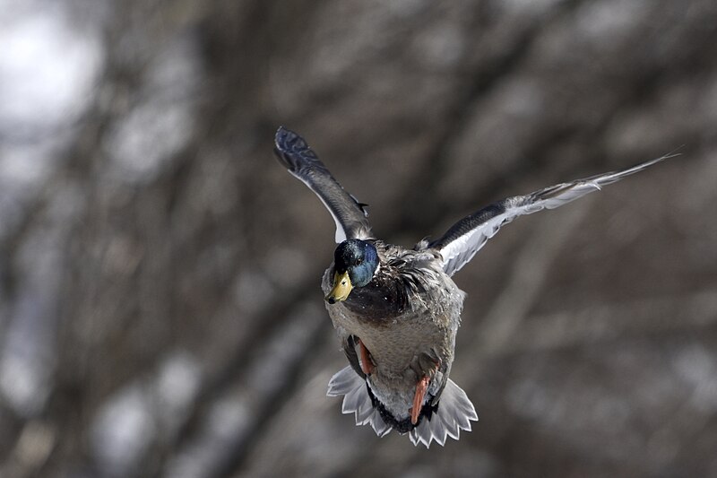 File:Mallard duck in flight.1.jpg