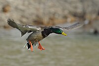 Bird with wings forward. Yellow bill, green head with white collar, brown body with blue wing feathers and orange feet.jpg