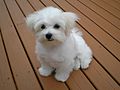 Maltese puppy.jpeg