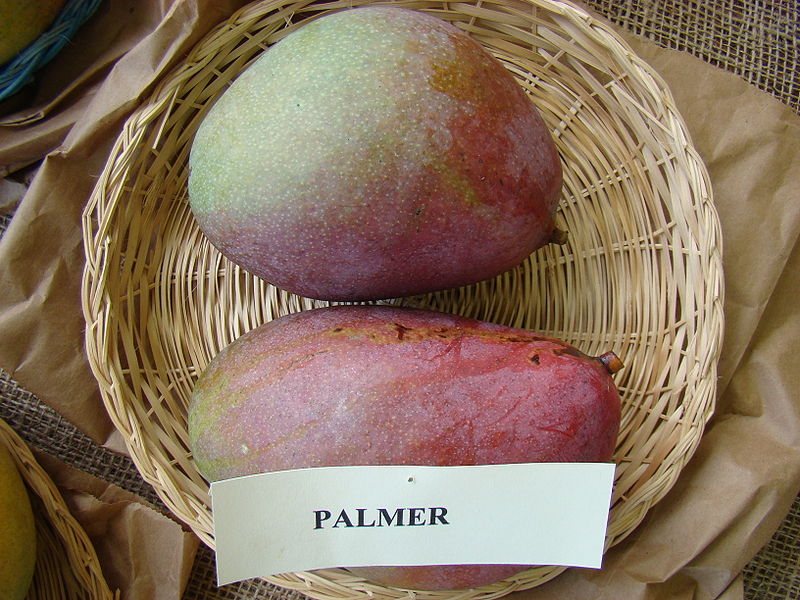 File:Mango Palmer Asit fs8.jpg