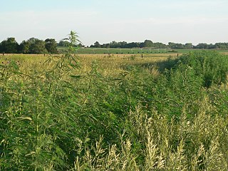 <span class="mw-page-title-main">Feral cannabis</span> Wild-growing cannabis