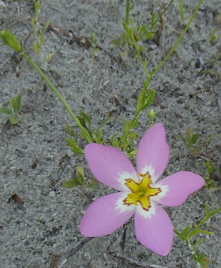 <i>Sabatia stellaris</i> Species of flowering plant