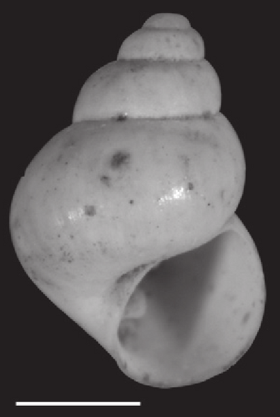 File:Marstonia comalensis shell.png