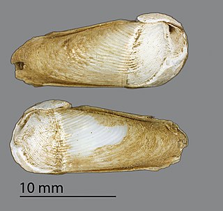 <i>Martesia</i> (bivalve)