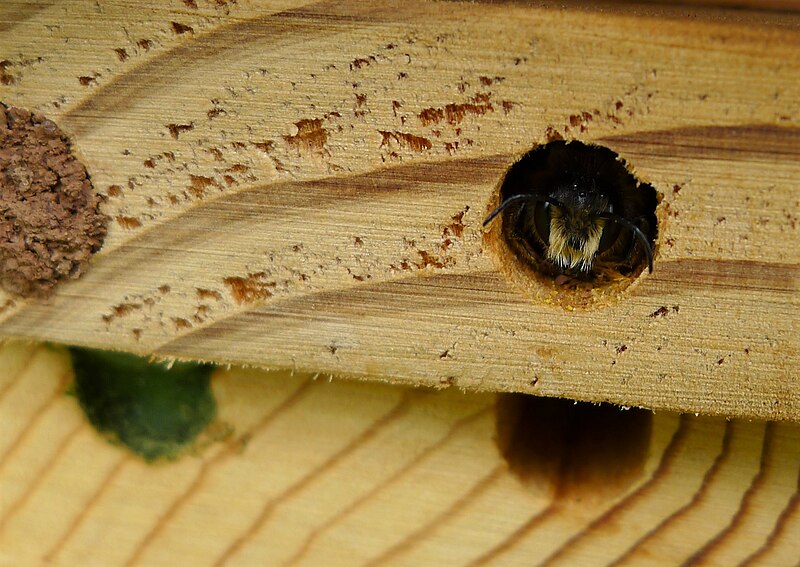 File:Mason Bee ( possibly a Megachile ) (35333362120).jpg