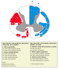 Miniatura para Fascículo cuneiforme