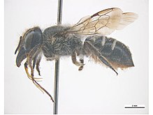 Megachile Remeata f.jpg