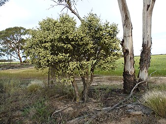 Habit near Salmon Gums Melaleuca brophyi (habit).JPG