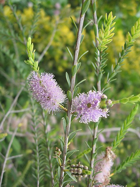 Melaleuca_decussata