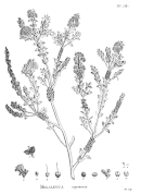 Melaleuca squarrosa.gif