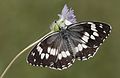 Melanargia syriaca Syrian Marbled White Karamelike