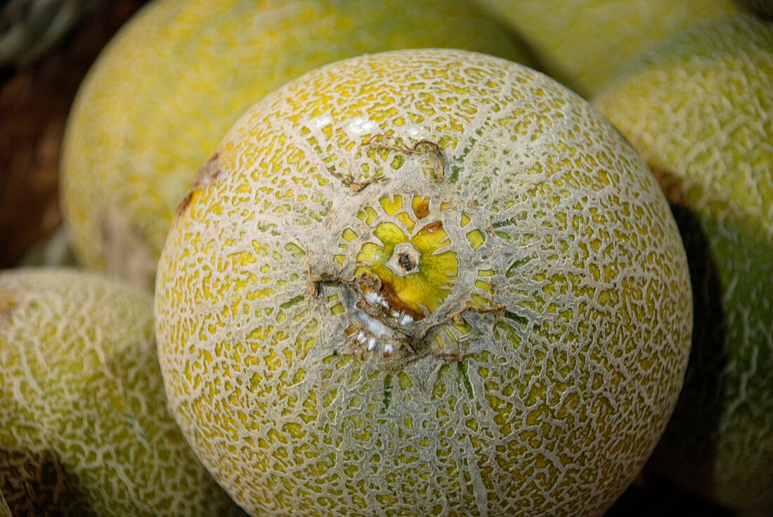 Cucumis