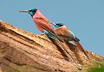Thumbnail for Northern carmine bee-eater