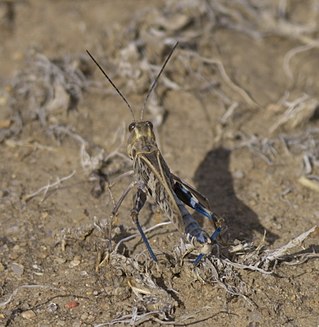 <i>Metator pardalinus</i> Species of grasshopper