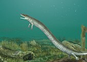 Life restoration of the Permian amphibian Micraroter Micraroter.jpg
