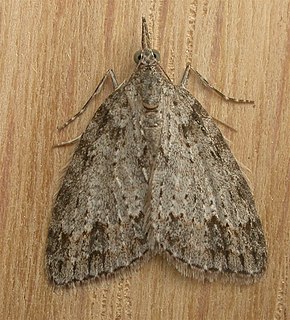 <i>Microdes villosata</i> Species of moth