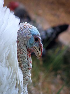 <span class="mw-page-title-main">Midget White turkey</span> Breed of turkey