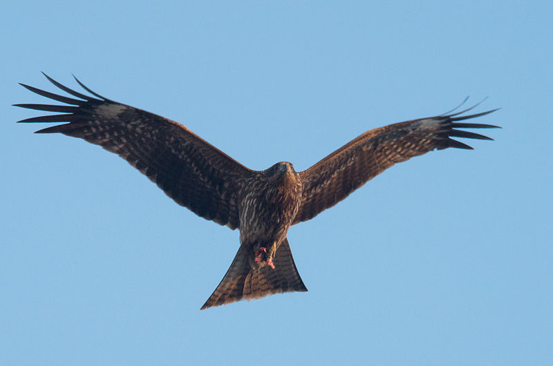 File:Milvus migrans -Japan -flying-8.jpg