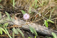 Mimosa pudica - Mimosa pudica