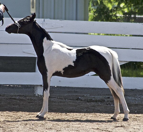 A black-and-white, or piebald, tobiano-patterned miniature horse