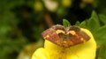 File:Mint moth (Pyrausta aurata) on shrubby cinquefoil (Dasiphora fruticosa).webm